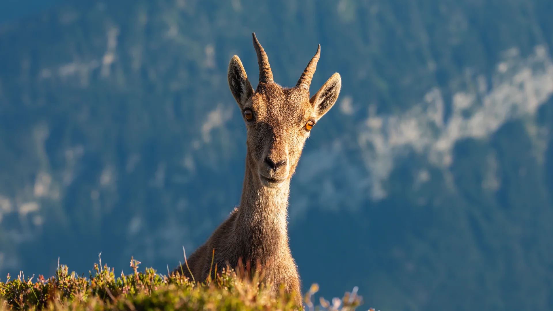 Wundernase, dieser junge Steinbock